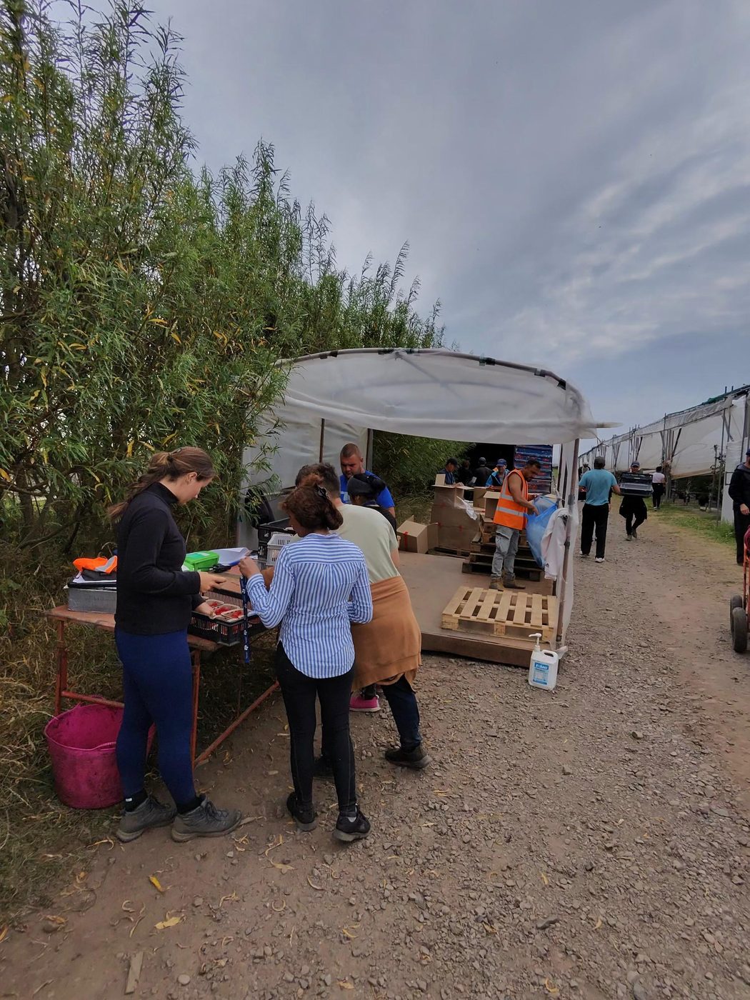 Tunnellar qatorining oxiridagi oq soyabon ostidagi meva qabul qilish punkti: ishchilar qutichalarni topshiradi, narangi koʻylak kiygan erkak ularni qabul qiladi, stol ustida tarozilar va qutilar bor, yonida paletlar ham bor.