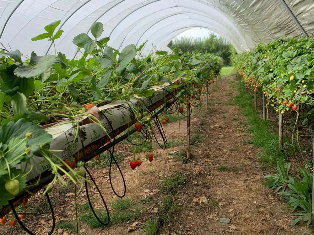 Inside a polytunnel at Mansfield farm: rows of strawberries on hanging beds with ripe red berries, path between rows receding into the tunnel