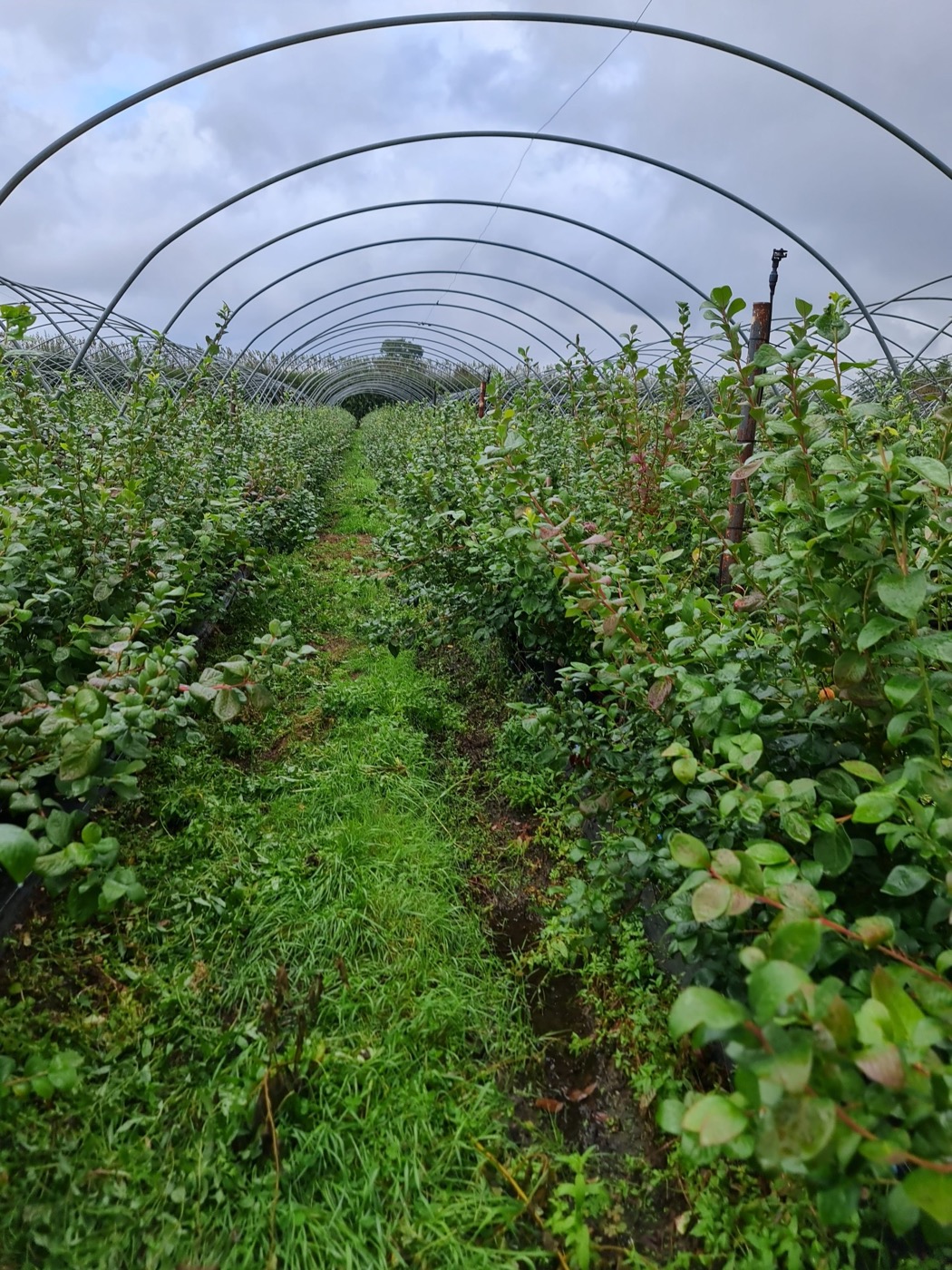 Blueberries under a polytunnel: rows of bushes with a grass path between them