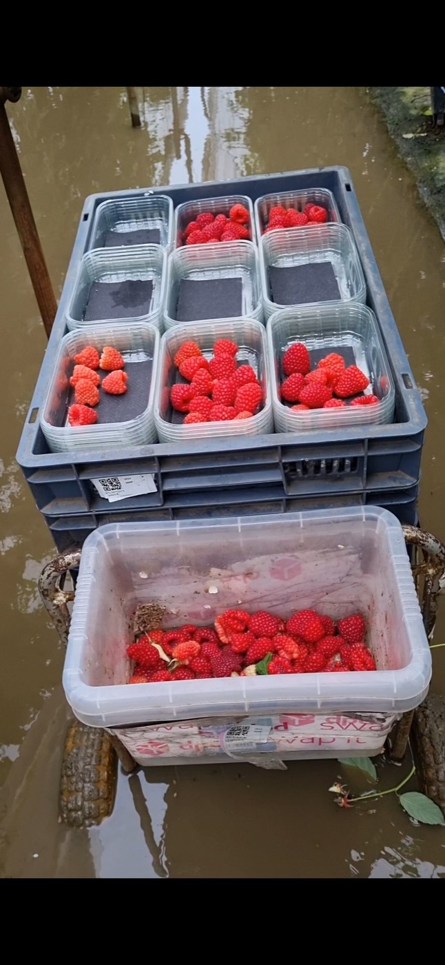 Picked strawberries in punnets on a picker's trolley