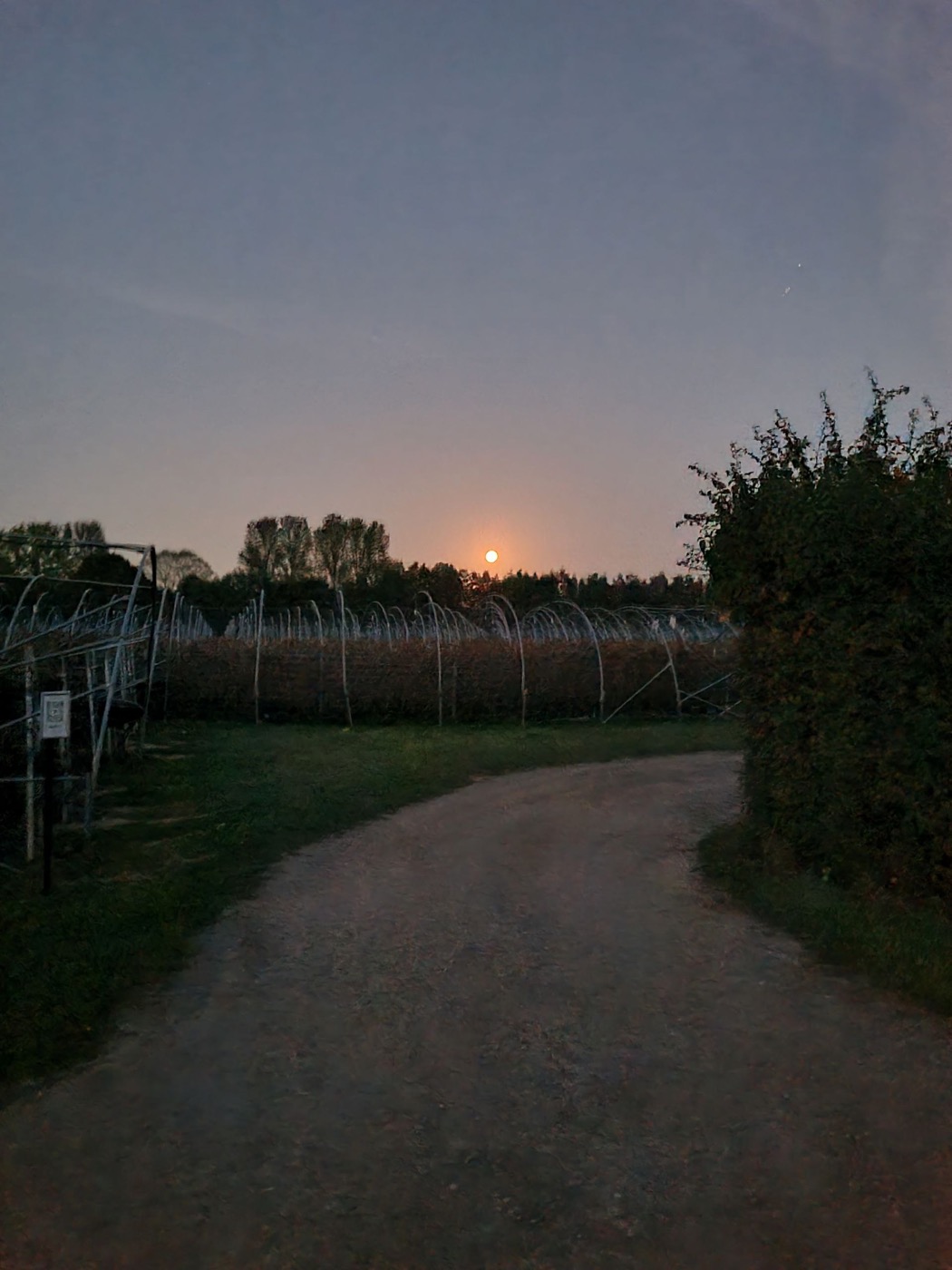 Moon over the plantation