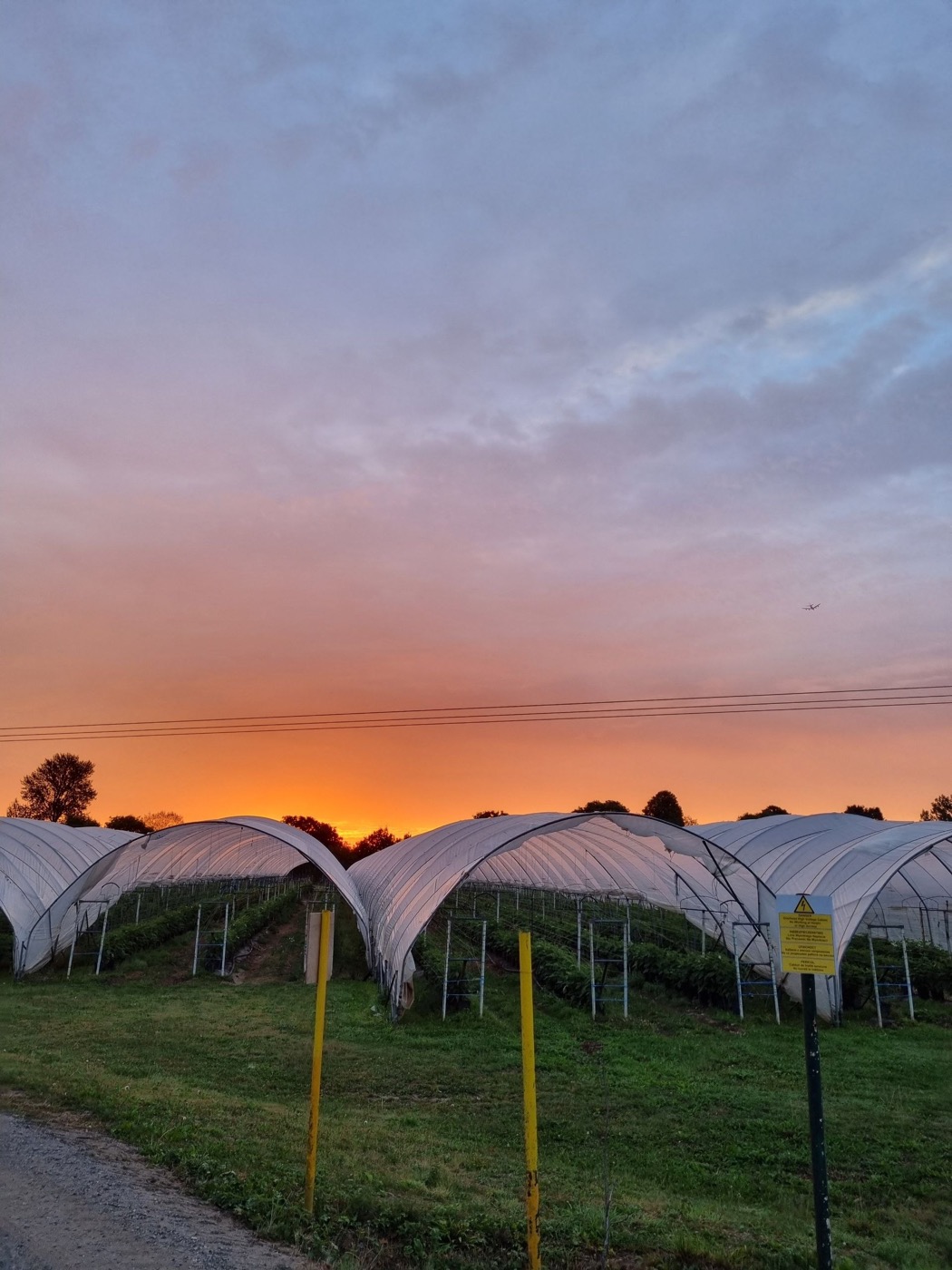 Polytunnels at sunset