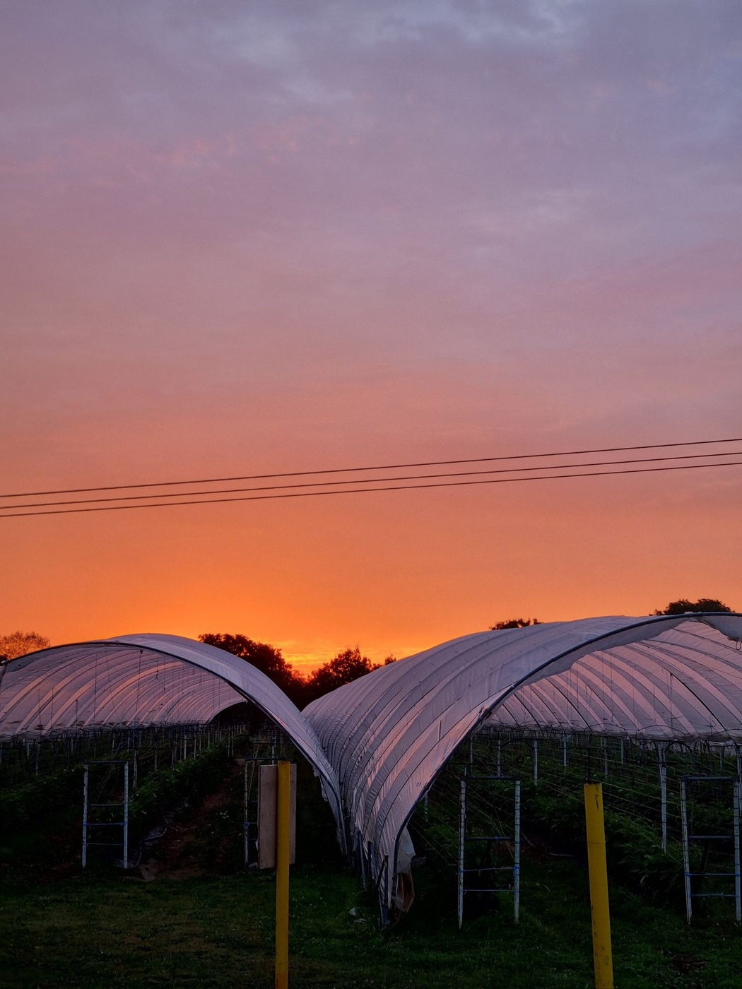 Sunset over the plantation