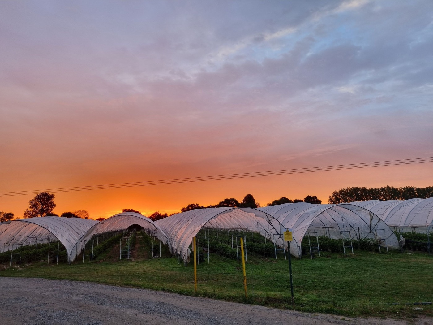 Panorama of the plantation at sunset